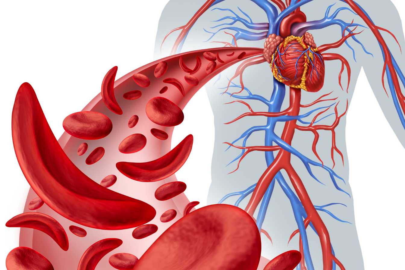 leucocytes-haut-3