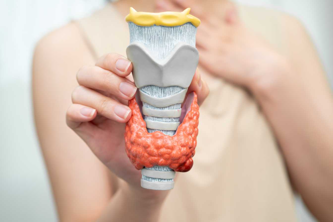 prise-de-sang-thyroide-guide-complet-2026-pour-comprendre-votre-bilan-2