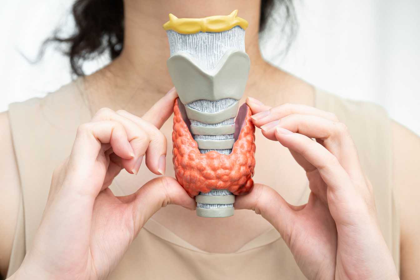 prise-de-sang-thyroide-guide-complet-2026-pour-comprendre-votre-bilan-3